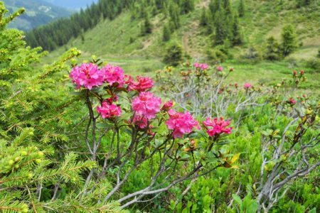 Almrausch auf der Bewirtschaftete Tofereralm in Bad Hofgastein