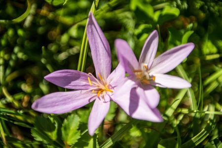 Blume Bewirtschaftete Tofereralm in Bad Hofgastein