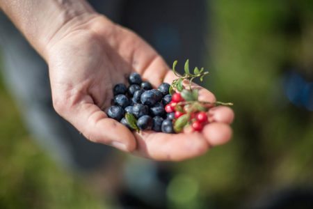 Beeren auf der Bewirtschaftete Tofereralm in Bad Hofgastein